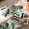 thumbnail image 3 of Potted Succulent Gigantea Succulent, 3 of 6