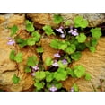 thumbnail image 4 of 100 KENILWORTH IVY (Ivy-Leaved Toadflax) Cymbalaria Muralis Vine Flower Seeds, 4 of 10