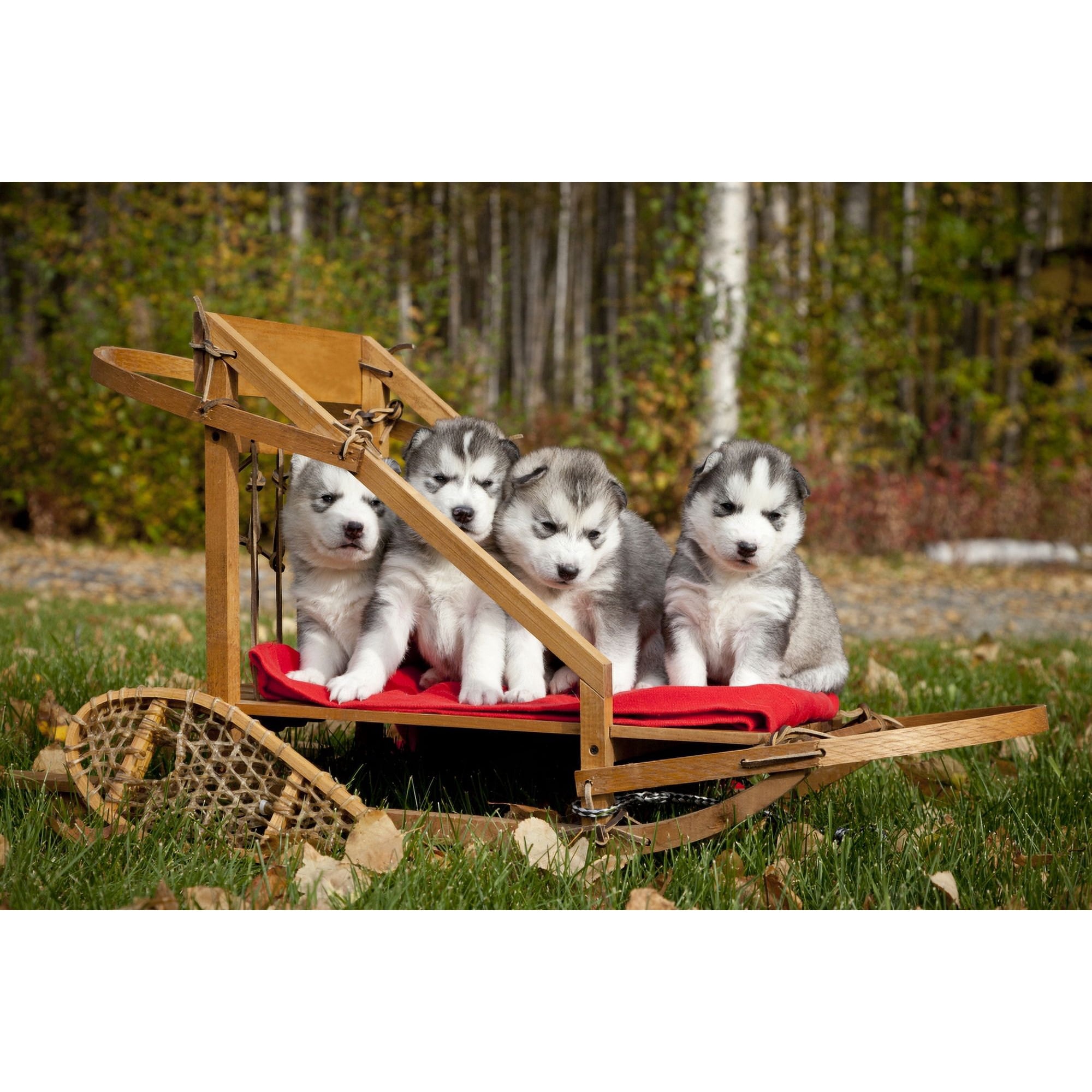 Pure-Bred Siberian Husky Puppies In Small Wooden Dog Sled Alaska Canvas Art - Jeff Schultz Design Pics (17 x 11)