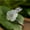 1, variant on White Jade Flower Rings Natural Delicate Jewelry 925 Silver Women Adjustable Ring-3