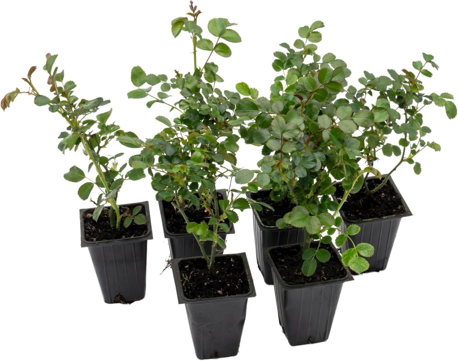 6 Pink Carpet Roses | Live Plants in 2.5-inch Nursery Cubes | Rosa ‘Flower Cover Pink’ Variety | Floral Perennial Shrub with Extended Blooms | Effortless Ground Cover for Home and Garden Landscaping