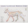 thumbnail image 1 of Tableau d'Acupression Méridien Canin, 1 of 1