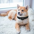 thumbnail image 4 of OULII 1Pcs for Dog Collar Black Neoprene Tracking Device for Pets, 4 of 7
