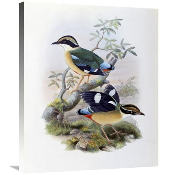 Global Gallery GCS-277737-30-142 30 in. Bengal Pitta Art Print - John Gould
