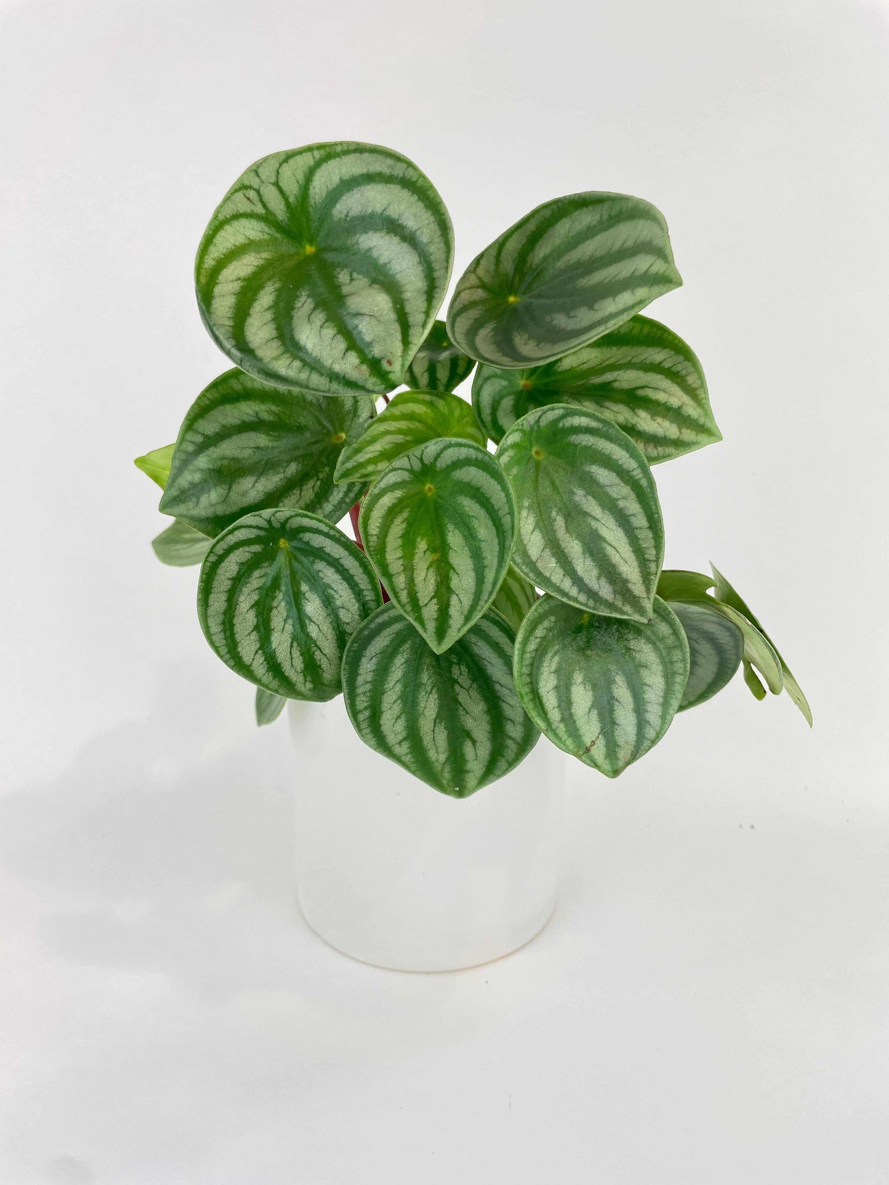Bumble Plants Watermelon Peperomia Argyreia - Full Live Colorful Houseplant in Nursery Pot, Easy Care, Indoor Plant for Beginners