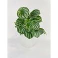 thumbnail image 5 of Bumble Plants Watermelon Peperomia Argyreia - Full Live Colorful Houseplant in Nursery Pot, Easy Care, Indoor Plant for Beginners, 5 of 5