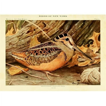 Birds of Ny 1914 American Woodcock Poster Print by L.A. Fuertes - 18 x 24