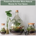 thumbnail image 4 of Uxcell 11.3oz Preserved Reindeer Moss Green Decorative Artificial Fake Moss, 4 of 6