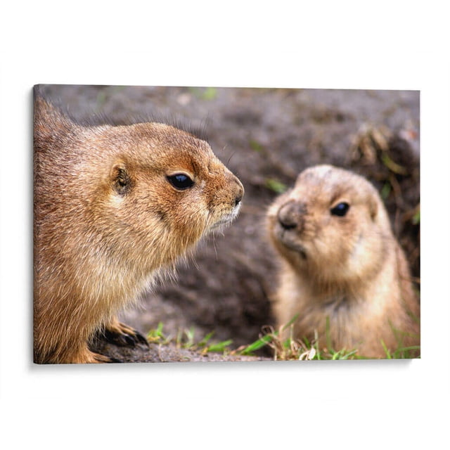 Cuadro decorativo Animales - Perritos de la pradera en canvas tamaño 30 x 20 cm Canvas Lab Canvas forma horizontal tamaño 30 x 20