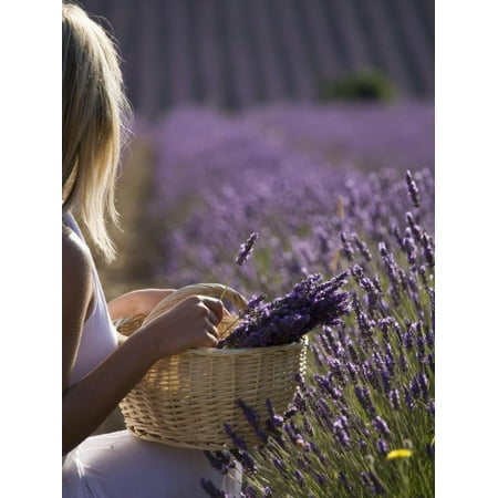 Woman in a Lavender Field, Provence, France, Europe Print Wall Art By Angelo