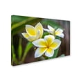 thumbnail image 3 of Trademark Fine Art 'Plumeria in the Rain' Canvas Art by Pierre Leclerc, 3 of 4