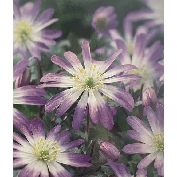 Charmer Anemone Windflower - 12 Bulbs - 5/  cm Bulbs