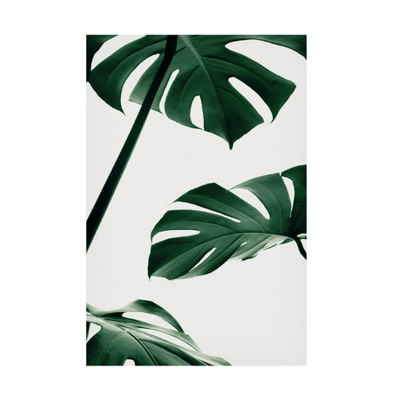Canvas Wall Art - Pictufy Studio Iii 'Monstera Natural 13' Wall Art for Living Room, Bedroom, or Office D?cor by Trademark Fine Art - 12 x 19 Inches