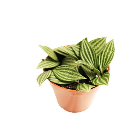 Watermelon Stilt (Peperomia Tetragona) - 4'' from California Tropicals