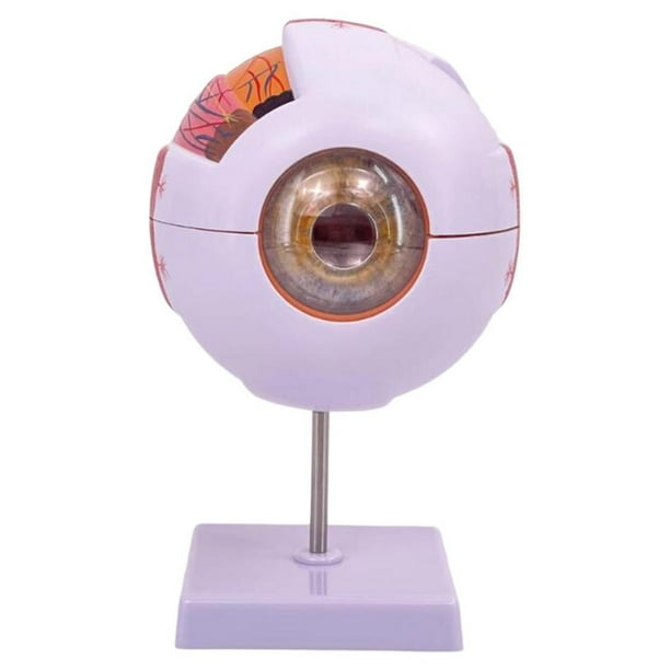 Modelo anatómico del ojo humano 4D desmontado identificar funciones del globo ocular modelo profesional de visualización del globo ocular para