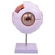 thumbnail image 1 of Modelo anatómico del ojo humano 4D desmontado identificar funciones del globo ocular modelo profesional de visualización del globo ocular para, 1 of 9