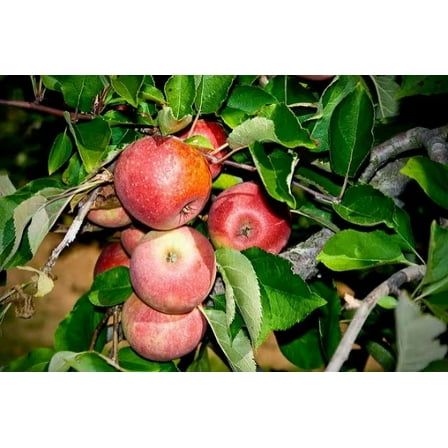 2 Stayman Winesap Apple Trees Bareroot 2-3 feet tall--Sweet, Spicy Fruit-Bears in 2-5 Years!!