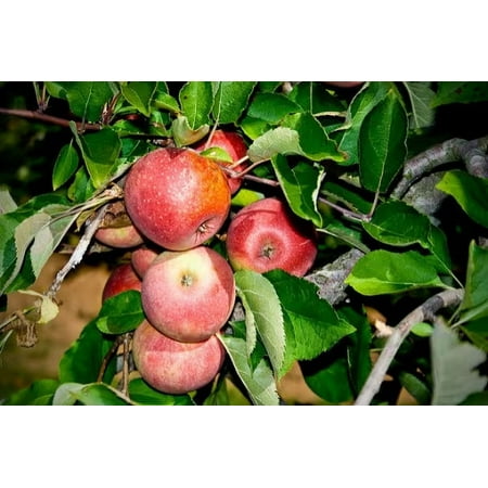 2 Stayman Winesap Apple Trees Bareroot 2-3 feet tall--Sweet, Spicy Fruit-Bears in 2-5 Years!!