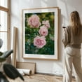 thumbnail image 3 of Portland Rose Garden II - Portland Oregon Photography Floral Flowers Botanical Garden Nature Pastel Summer Unframed Wall Art Print 6 x 8 inches, 3 of 25