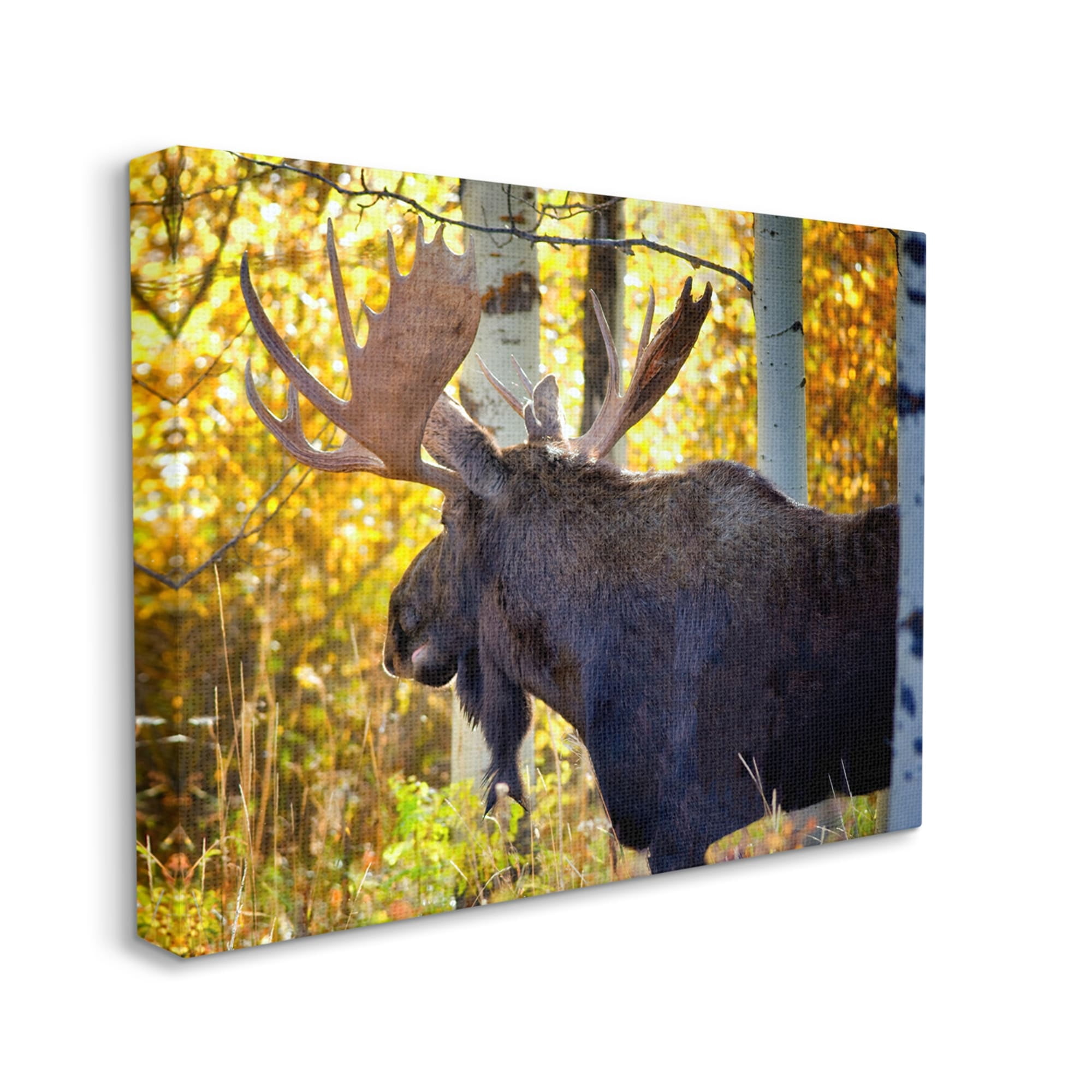 Stupell Industries Moose Photography Autumn Foliage Animals & Insects Photography Gallery Wrapped Canvas Print Wall Art