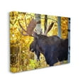 thumbnail image 3 of Stupell Industries Moose Photography Autumn Foliage Animals & Insects Photography Gallery Wrapped Canvas Print Wall Art, 3 of 5
