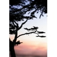 thumbnail image 2 of Alan Hausenflock 17x24 Gallery Wrapped Canvas Wall Art Titled - Cypress Silhouette IV, 2 of 4