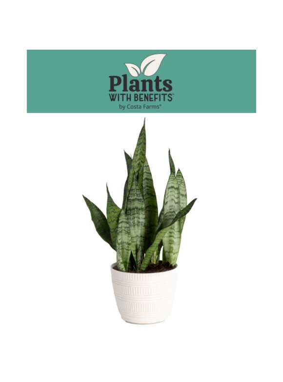 Snake Plants in Indoor Plants