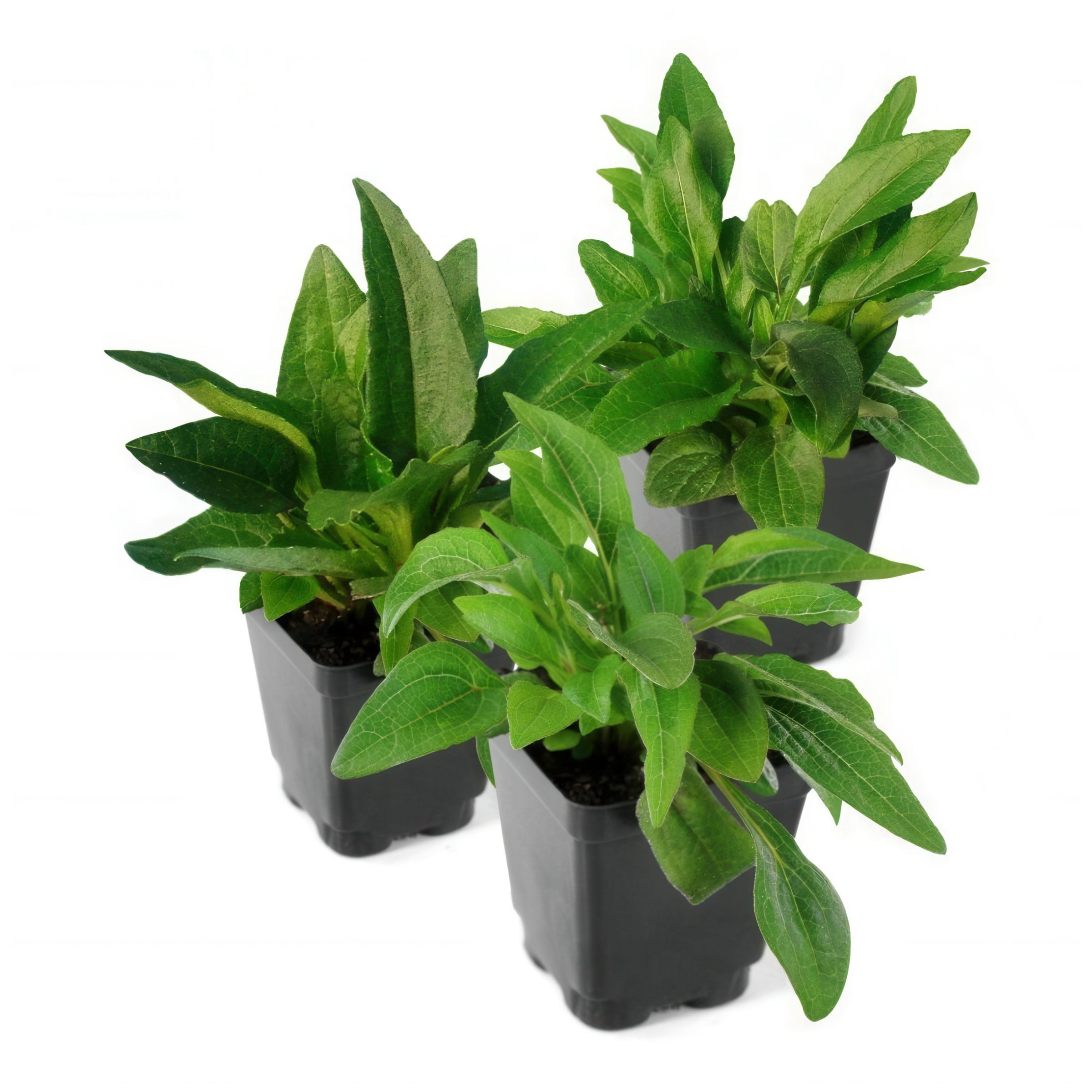 National Plant Network 3.25 in. Echinacea SunSeekers Pumpkin Pie Live Perennial Plant with Orange Flowers (3-Pack)