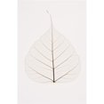 thumbnail image 1 of Transparent Leaf Poster Print by Kelly Redinger, 24 x 36 - Large, 1 of 1
