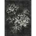 thumbnail image 2 of PI Galerie 15x18 Gold Ornate Wood Framed with Double Matting Museum Art Print Titled - Black Botanical I, 2 of 4