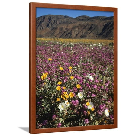 California, Anza Borrego Desert Sp, Wildflowers in Desert Framed Print Wall Art By Christopher Talbot