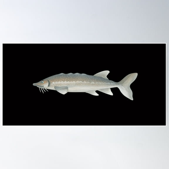 Sturgeon Poster Wall Art, Modern Wall Decor For Living Room Bedroom, 16x24 UNFRAMED