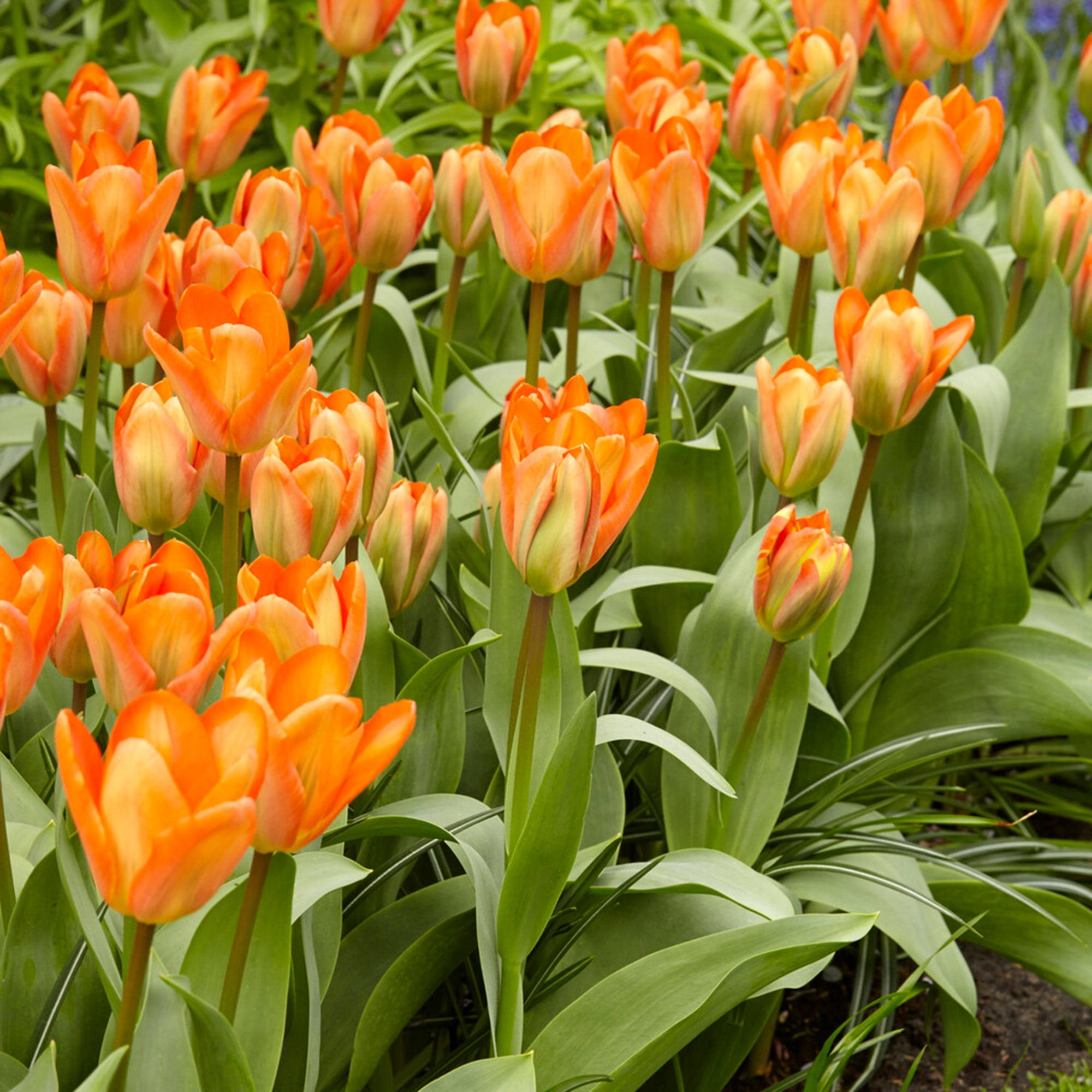 Garden State Bulb Fosteriana Orange Emperor Tulip Flower Bulbs, 12/+ cm (Bag of 50)