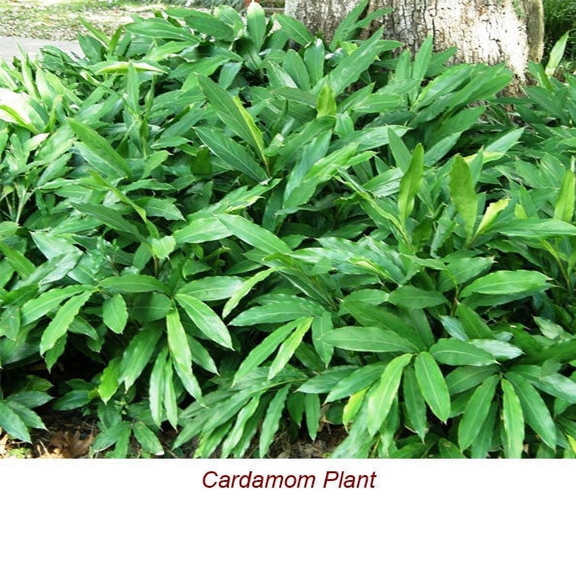 Cardamom Essential Oil 15 ml (1/2 fl oz) - 100% Pure and Natural by Silky Scents