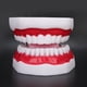 thumbnail image 2 of Modelo Dental, Modelo De Enseñanza De Dientes, Modelo De Dientes De Exhibición Limpia Modelo De Demostración Dental Modelo De Dientes, Para Clínica Dental Enseñanza Dental ANGGREK Dental Teeth Model, 2 of 8