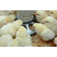thumbnail image 3 of Miller 9810 Round Jar Galvanized Feeder Base Baby Chic 10-Pack, 3 of 3