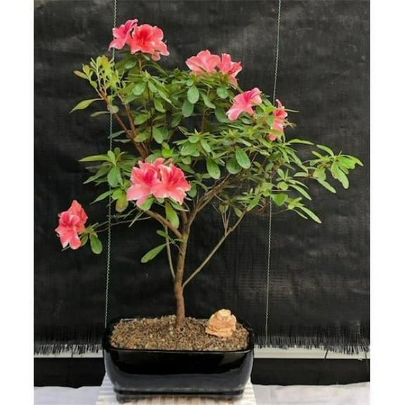 Bonsai Boy of New York b2037 Rhododendron Dogwood Flowering Tropical Azalea Bonsai Tree