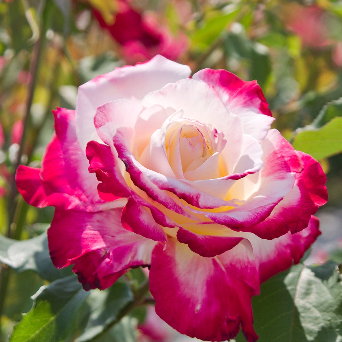 Garden Delight™ rose - Palatine Fruit & Roses
