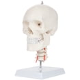 thumbnail image 3 of Axis Scientific Human Skull Model with Flexible Neck, 3 of 10