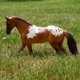 thumbnail image 4 of Juguete para caballos Breyer Horses Freedom Series Red Dun Pintaloosa, 4 of 5