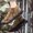 Khaki, variant on LSLJS Men's Sneakers, Men's Casual Shoes High-top Leather Shoes Trendy Large Size Men's, Breathable Driving Men's Shoes Trend