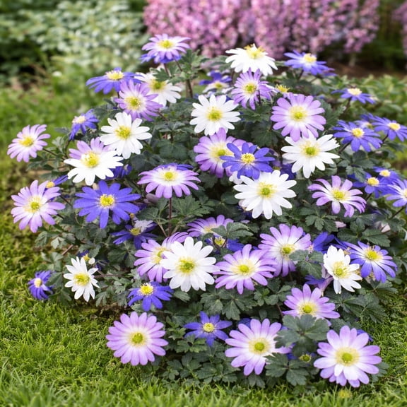 Colorful Mixed Anemone Blanda, 30 Bulbs - Blue, Purple & White Flowers - Attracts Butterflies, Bees & Hummingbirds