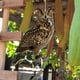 thumbnail image 5 of Colgante Espantapájaros Con Forma De Búho. Adorno Para Espantar Pájaros En El Huerto. Decoración Animal Para Patio Exterior Con Cuerda De Sisal De 60 Cm Y Cinta De 60 Cm., 5 of 8