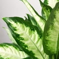 thumbnail image 3 of Dieffenbachia Camille, 6" Pot, Indoor Houseplant, Easy Care, Live Plant for Indoor & Outdoor, 3 of 10