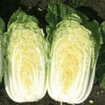 thumbnail image 1 of Chinese Cabbage Seeds - China Gold - Hybrid - 5 Lb Bulk ~67200 Seeds - Non-GMO, F1 Hybrid - Asian Garden Vegetable, 1 of 1