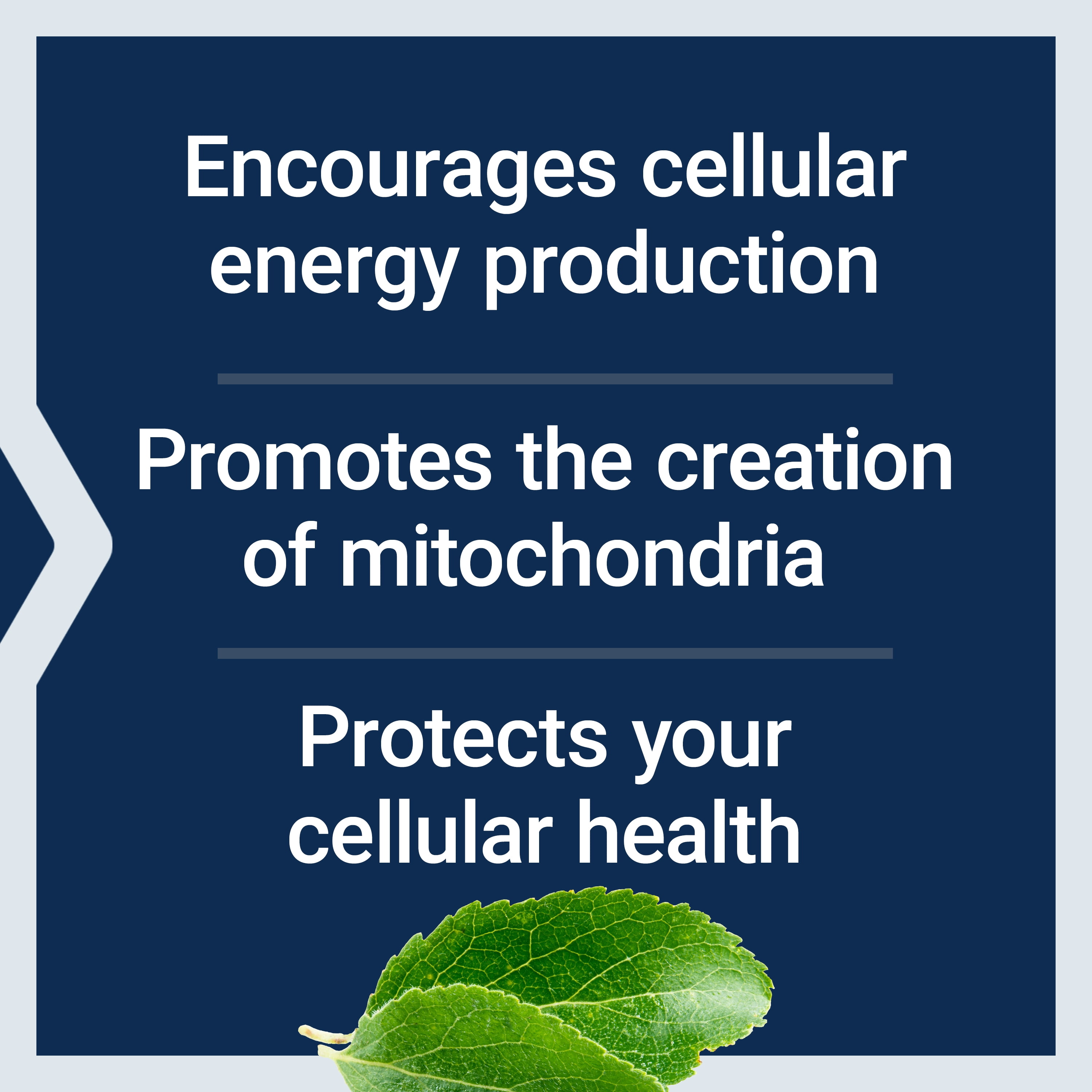 Life Extension Mitochondrial Energy Optimizer with PQQ - Energy Supplement for Healthy Mitochondria - With Taurine, Vitamin B, Pyrroloquinoline Quinone - Gluten-Free - 120 Capsules