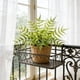 thumbnail image 4 of CaiYueKe Artificial Boston Fern Plants Bushes Fake Shrubs Bush Greenery Plants Faux Fern Plant for Outdoors UV Resistant Garden Plants or Home Office Desk Indoor Decor, 4 of 7