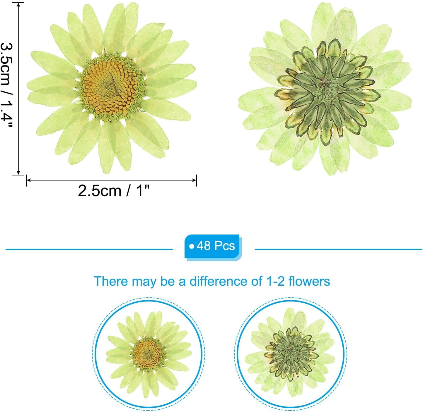 Dalrosia 48PCS Dried Daisy Flower, Vacuum Packaging, Pressed Flower for House Decoration, Jewelry Making, Phone case Decoration