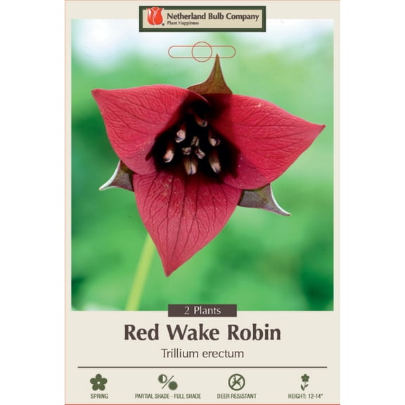 Red Trillium - Wake Robin - Trillium erectum - Wildflower - 2 Top Size Roots