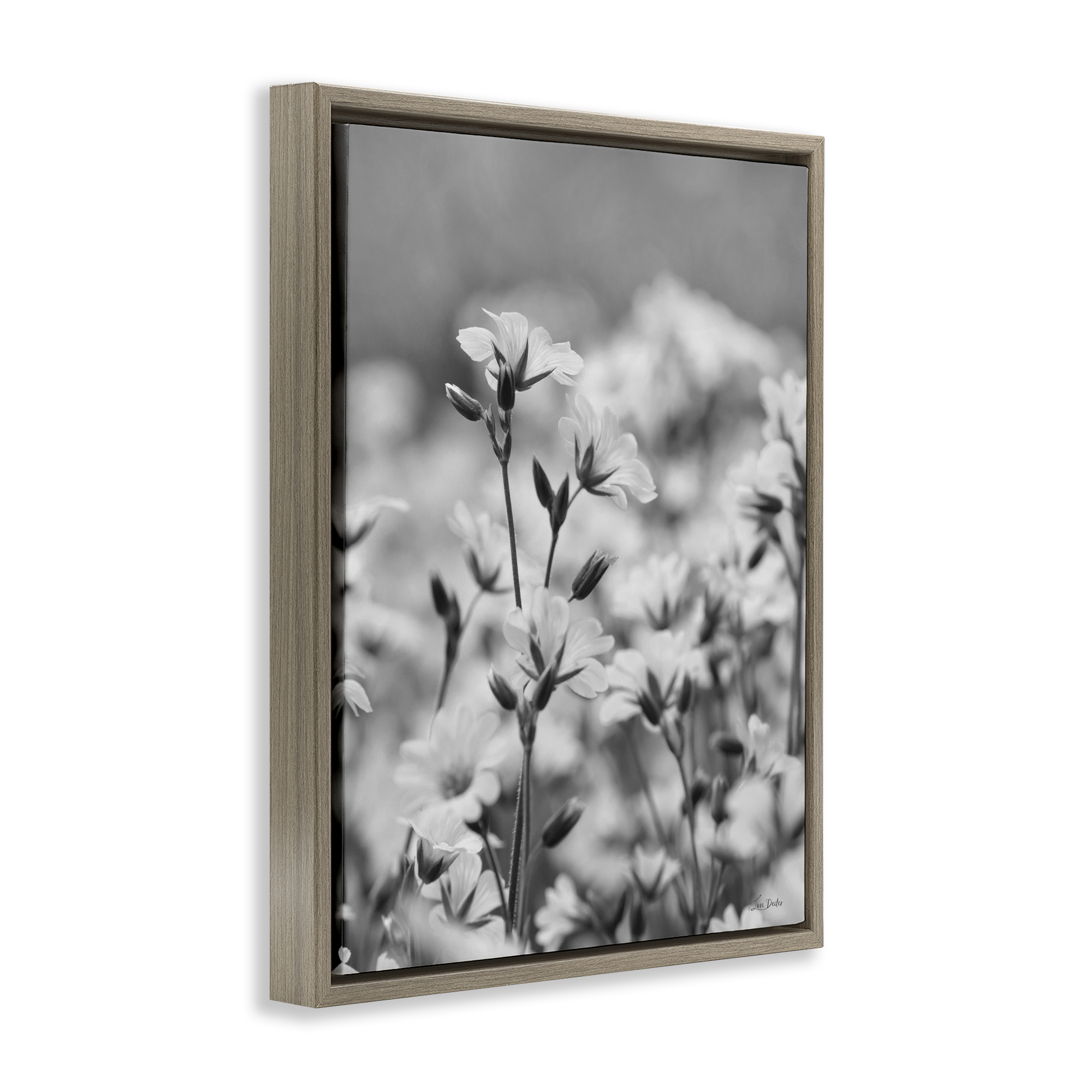 Stupell Industries Budding Meadow Flora Botanical & Floral Photography Brown Floater Framed Art Print Wall Art, 25 x 31